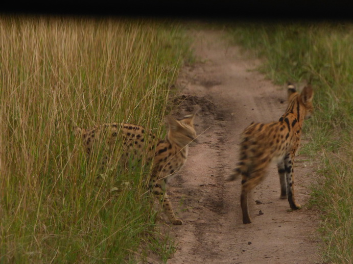   Masai Mara  Serval  Serval  Masai Mara   Serval cat