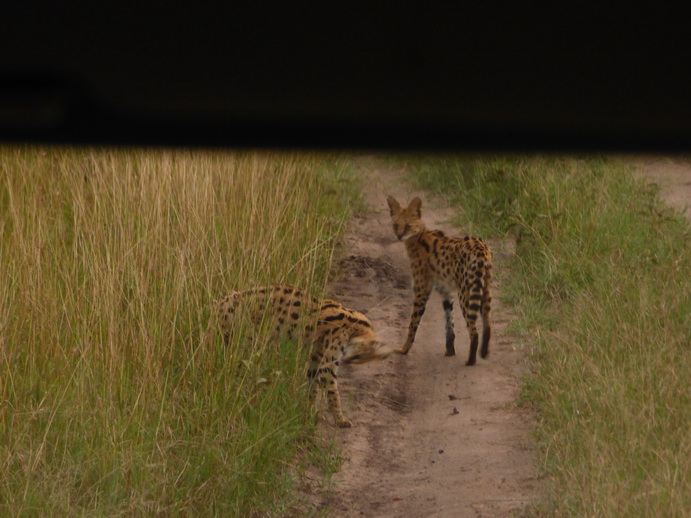   Masai Mara  Serval  Serval  Masai Mara   Serval cat