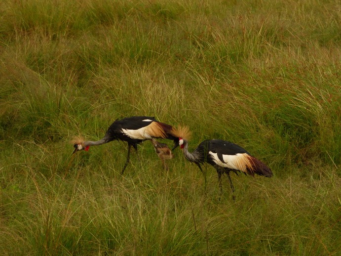 Masai Mara  Kronenkranich Crowne Crane