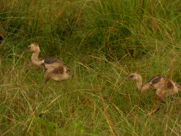 Masai Mara  Kronenkranich Crowne Crane