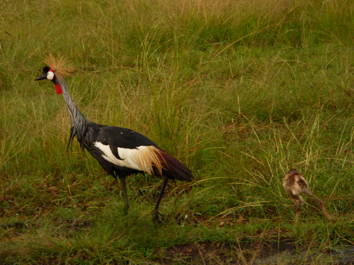 Masai Mara  Kronenkranich Crowne Crane