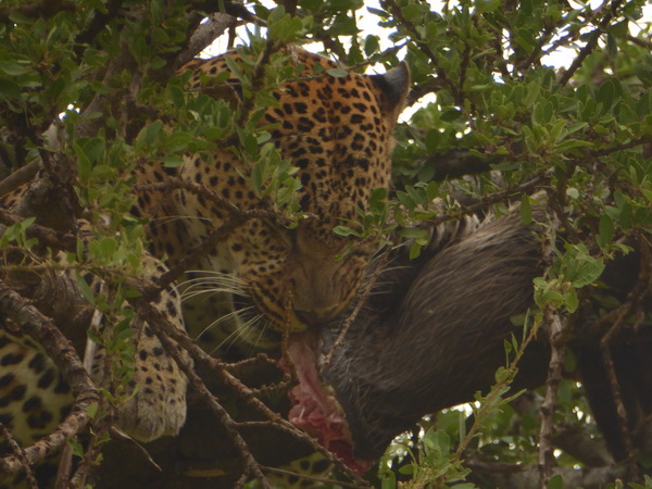   Masai Mara  Chui Leopard Lepard Masai Mara   Chui Leopard Lepard 