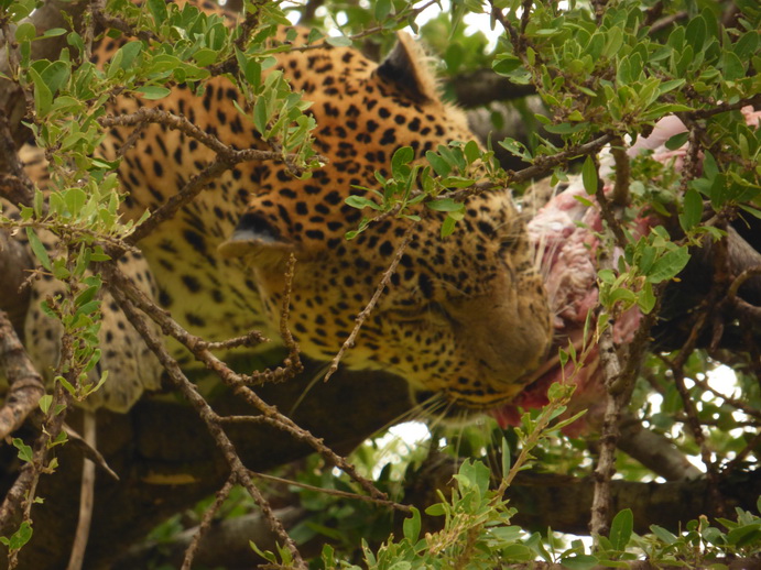 Masai Mara   Chui Leopard Lepard 