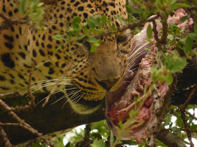 Masai Mara   Chui Leopard Lepard 