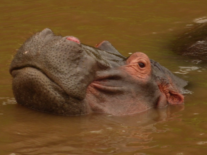 Masai Mara  Kiboko Flusspferd mit jungem Kiboko