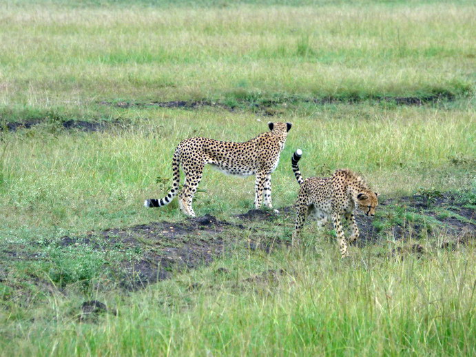   Masai Mara  cheetah Gepard Masai Mara  cheetah Gepard 