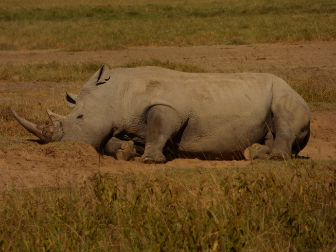 Lake Nakuru Rhino