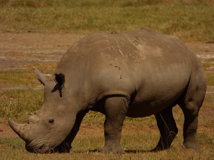 Lake Nakuru Rhino Black Rhino