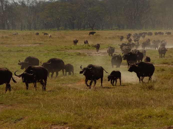 Lake Nakuru lonesome Buffalo starving 