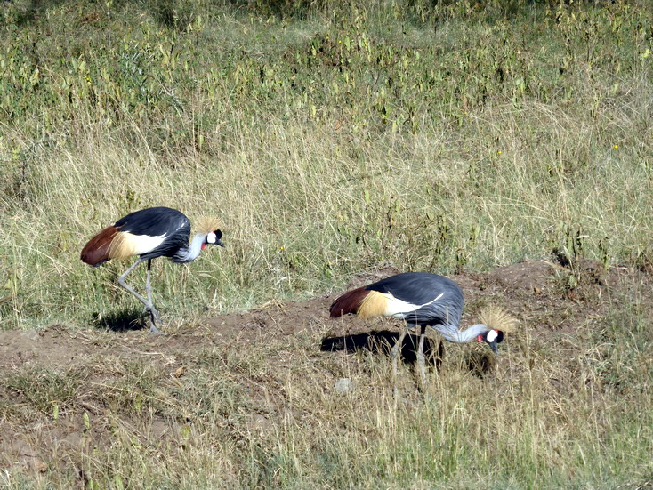 Lake Nakuru Kronenkranich Crowne Crane