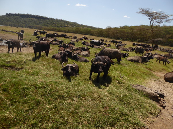 Lake Nakuru Buffaloherd