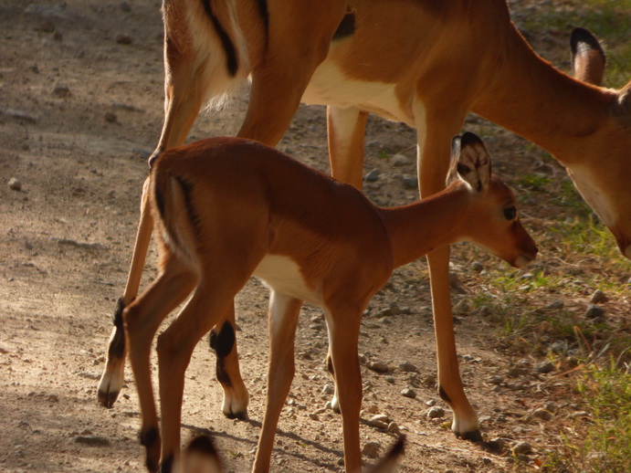 Lake Nakuru Swallah Antilope 