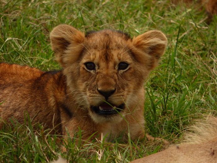 simba Dogo