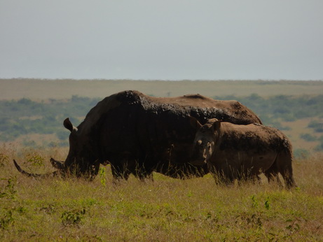 Solio RancH solio Ranch Rhino