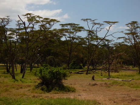 Solio RancH Woodlands Solio GaleriewälderSolio RancH   