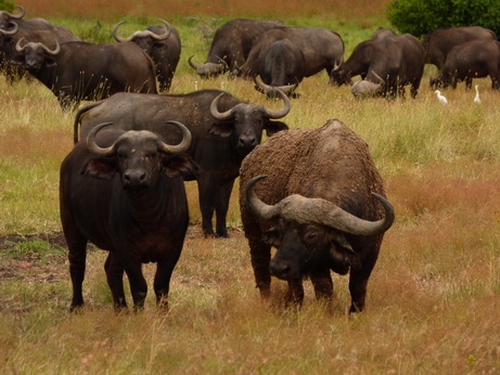 Solio RancH  Buffalo 