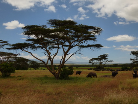 Solio RancH  Buffalo 