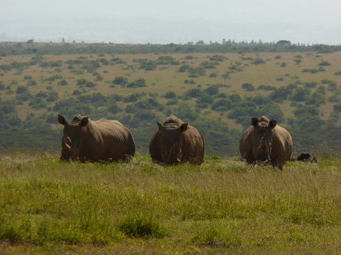 Solio RancH  Solio RancH Woodlands Nashorn White Rhino Breitmaulnashorn 