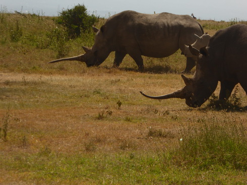 Solio RancH Rhino 1Solio RancH Woodlands Nashorn White Rhino Breitmaulnashorn 