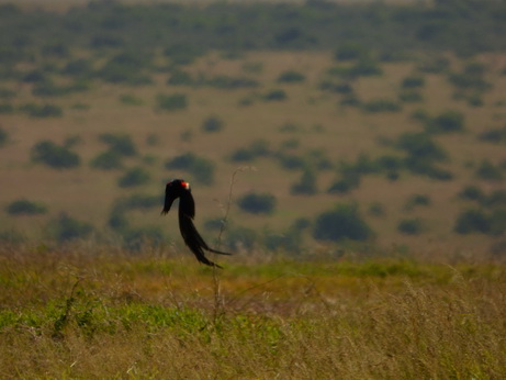 Solio RancH Flycatcher