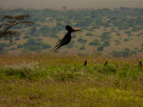 Solio RancH Flycatcher