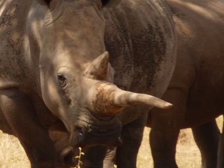 Solio RancH Woodlands Nashorn White Rhino Breitmaulnashorn 