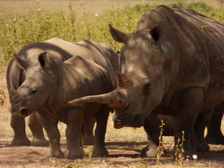 Solio RancH Woodlands Nashorn White Rhino Breitmaulnashorn 