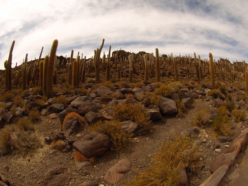   Isla de Pescado Isla Incahuasi  12 m+1200 Jahre alte Kakteen Uyuni Reserva del Salar IncahuasiIsla de Pescado Isla Incahuasi  12 m+1200 Jahre alte Kakteen Uyuni Reserva del Salar Incahuasi