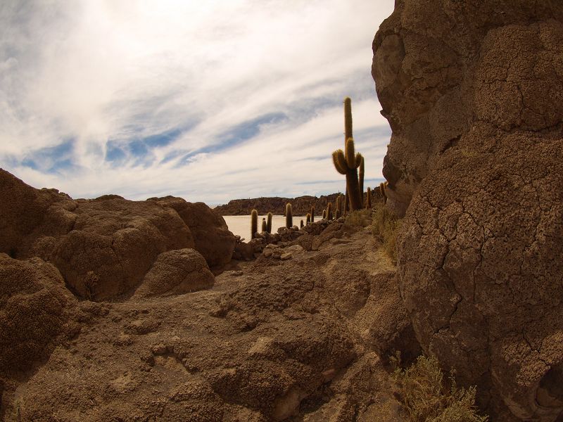   Isla de Pescado Isla Incahuasi  12 m+1200 Jahre alte Kakteen Uyuni Reserva del Salar IncahuasiIsla de Pescado Isla Incahuasi  12 m+1200 Jahre alte Kakteen Uyuni Reserva del Salar Incahuasi