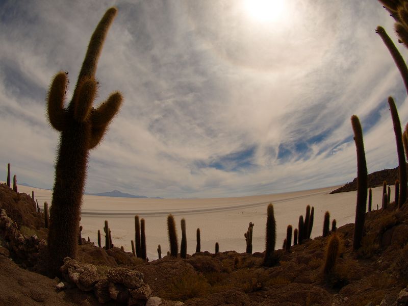   Isla de Pescado Isla Incahuasi  12 m+1200 Jahre alte Kakteen Uyuni Reserva del Salar IncahuasiIsla de Pescado Isla Incahuasi  12 m+1200 Jahre alte Kakteen Uyuni Reserva del Salar Incahuasi