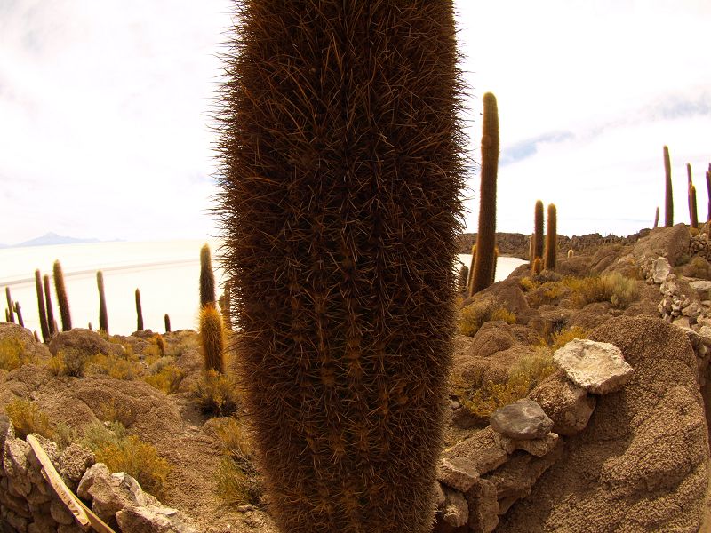   Isla de Pescado Isla Incahuasi  12 m+1200 Jahre alte Kakteen Uyuni Reserva del Salar IncahuasiIsla de Pescado Isla Incahuasi  12 m+1200 Jahre alte Kakteen Uyuni Reserva del Salar Incahuasi