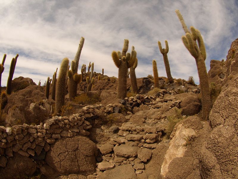   Isla de Pescado Isla Incahuasi  12 m+1200 Jahre alte Kakteen Uyuni Reserva del Salar IncahuasiIsla de Pescado Isla Incahuasi  12 m+1200 Jahre alte Kakteen Uyuni Reserva del Salar Incahuasi