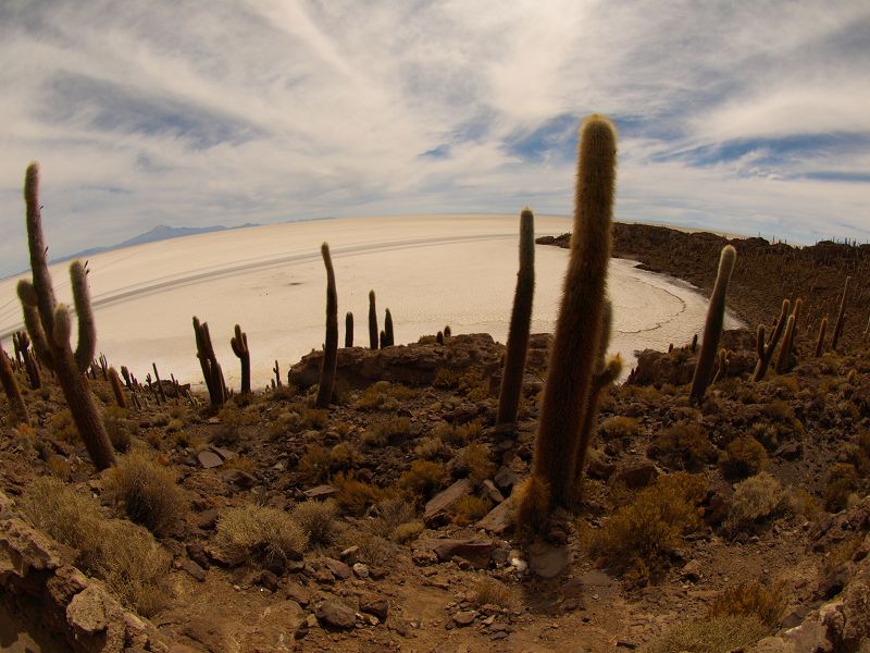   Isla de Pescado Isla Incahuasi  12 m+1200 Jahre alte Kakteen Uyuni Reserva del Salar IncahuasiIsla de Pescado Isla Incahuasi  12 m+1200 Jahre alte Kakteen Uyuni Reserva del Salar Incahuasi