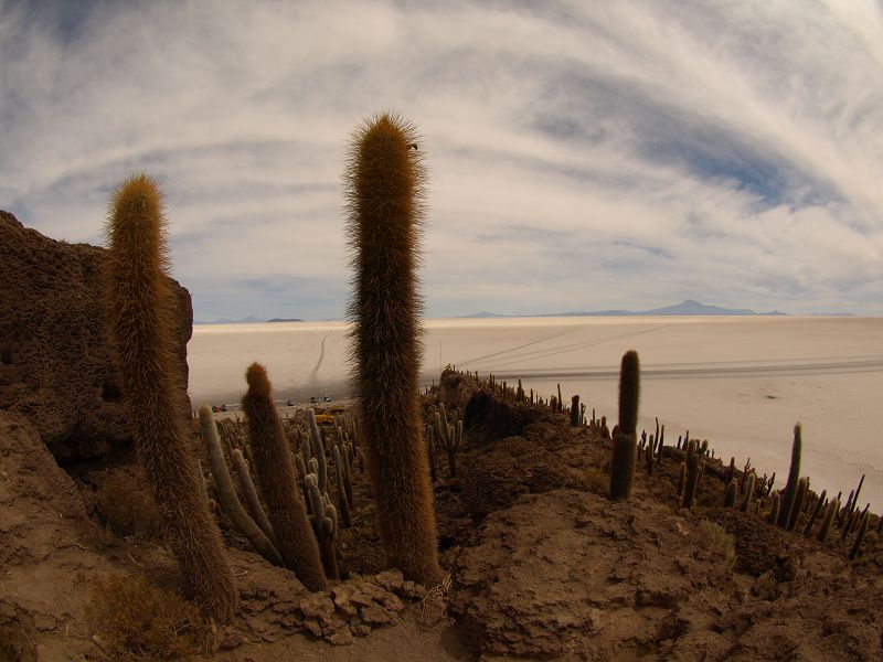   Isla de Pescado Isla Incahuasi  12 m+1200 Jahre alte Kakteen Uyuni Reserva del Salar IncahuasiIsla de Pescado Isla Incahuasi  12 m+1200 Jahre alte Kakteen Uyuni Reserva del Salar Incahuasi