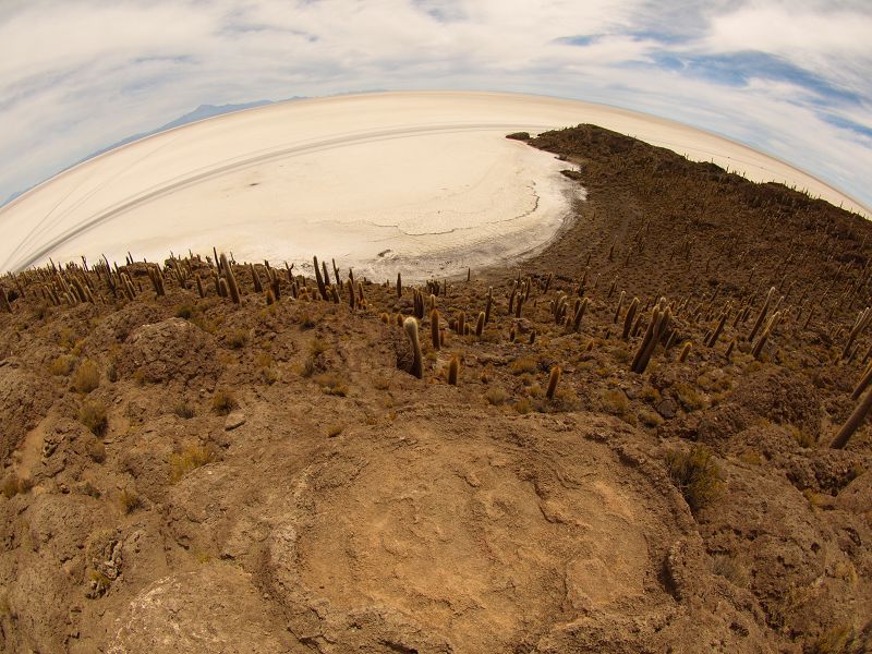   Isla de Pescado Isla Incahuasi  12 m+1200 Jahre alte Kakteen Uyuni Reserva del Salar IncahuasiIsla de Pescado Isla Incahuasi  12 m+1200 Jahre alte Kakteen Uyuni Reserva del Salar Incahuasi