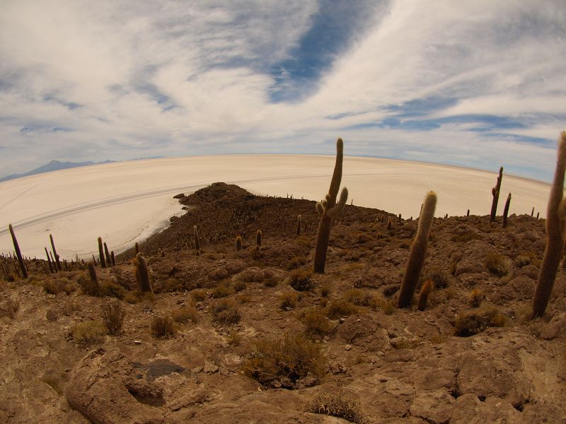 Isla de Pescado Isla Incahuasi  12 m+1200 Jahre alte Kakteen Uyuni Reserva del Salar Incahuasi