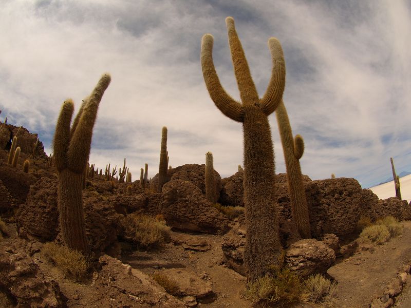 Isla de Pescado Isla Incahuasi  12 m+1200 Jahre alte Kakteen Uyuni Reserva del Salar Incahuasi