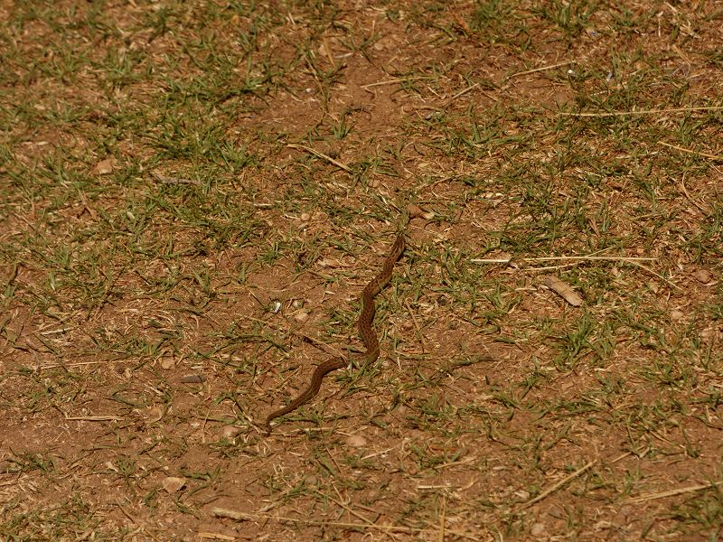 Copacabana  Lago Titicaca Titicacasee  Isla del Sol Isla de Luna Schlange Serpentina Serpiente