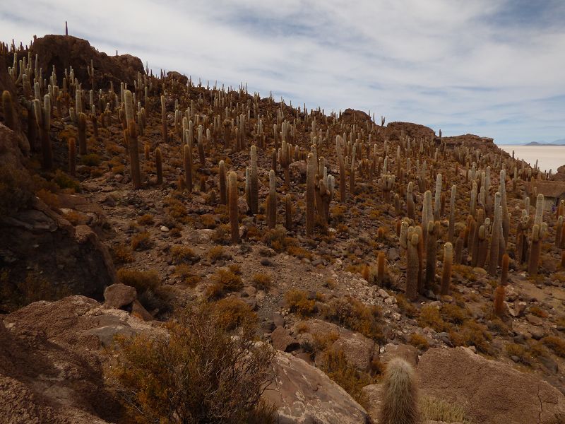 Uyuni Isla de Pescado   Uyuni – Salzseee – Reserva del Salar Incahuasi