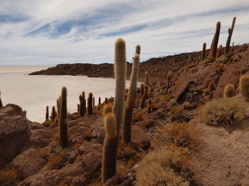 Uyuni Isla de Pescado   Uyuni – Salzseee – Reserva del Salar Incahuasi