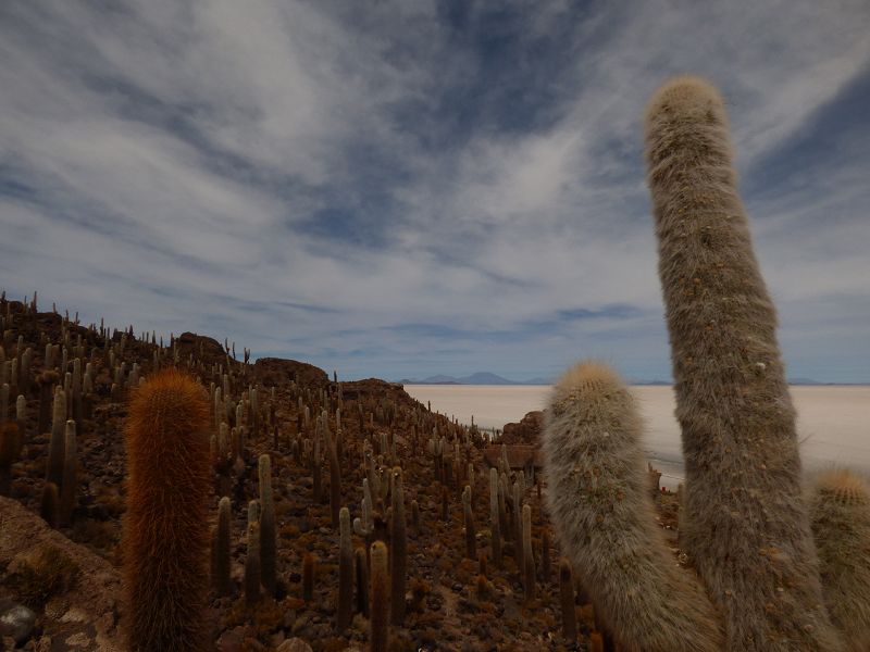 Uyuni Isla de Pescado   Uyuni – Salzseee – Reserva del Salar Incahuasi