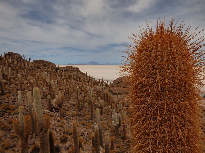 Uyuni Isla de Pescado   Uyuni – Salzseee – Reserva del Salar Incahuasi