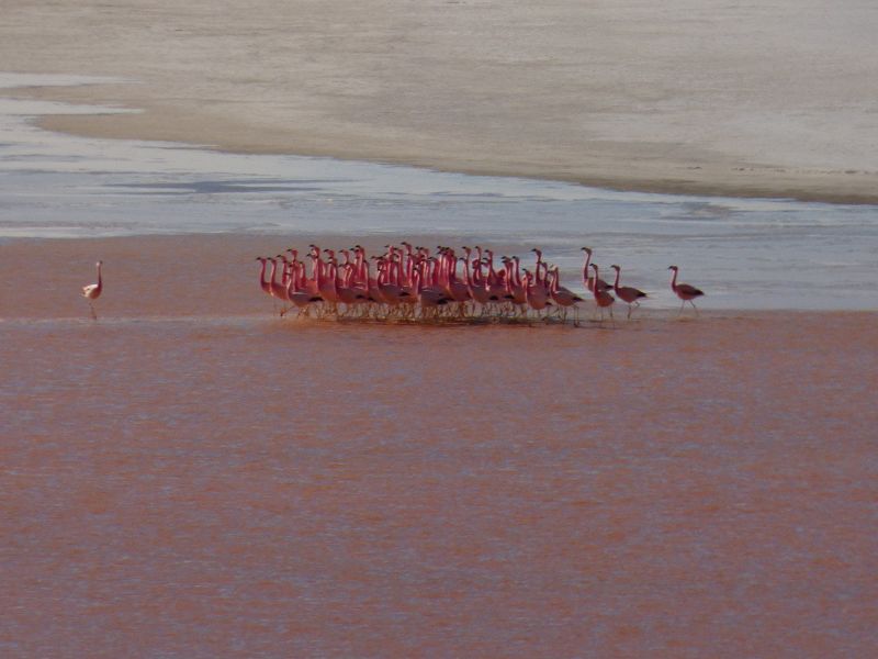 Flamencos Flamingos Laguna verde