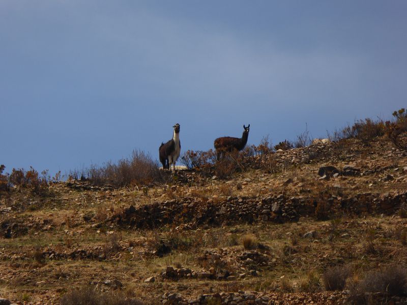 Cruz del Inka Inkakreuz 