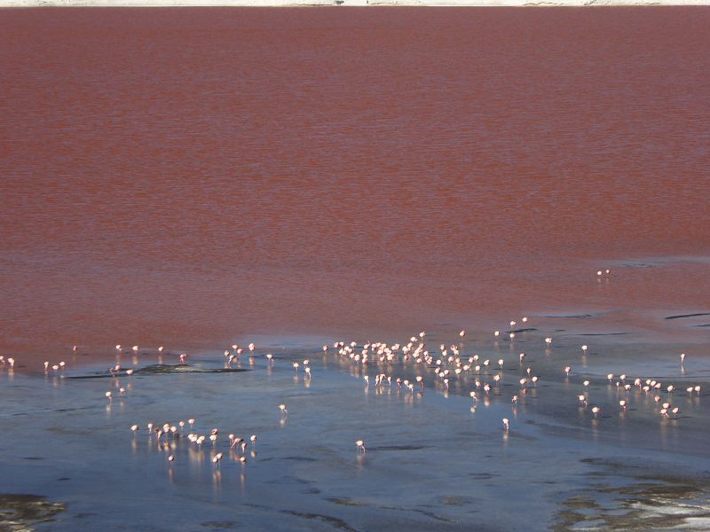 Laguna Pasto Grande Bolivien Uyuni 4x4 Salzsee Saltlake Pasto Grande Flamencos Flamingos