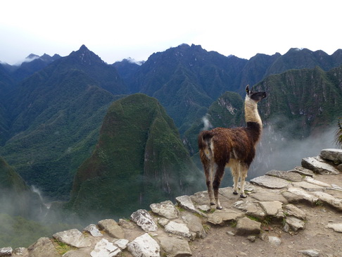 Aguas Calientes Sumaq Machu Picchu foggy teracces Aguas Calientes Sumaq Machu Picchu with lama