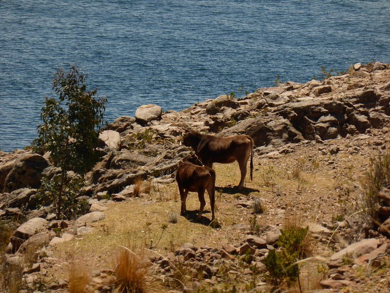 Peru Puno Insel Taquile  Isla  Taquile Lago Titikaka  Lago Titicaca Titicacasee Mit Hotels und Restaurants