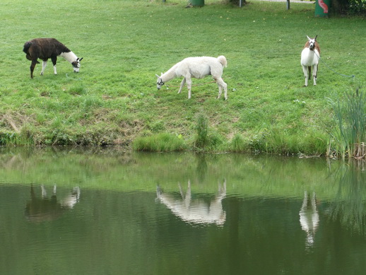 wandern mit Alpakawandern mit Alpaka  