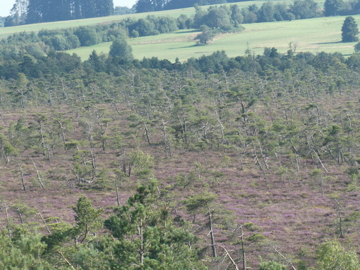 Rhönmoor  Wanderweg moorwanderung schwarzes Moor 