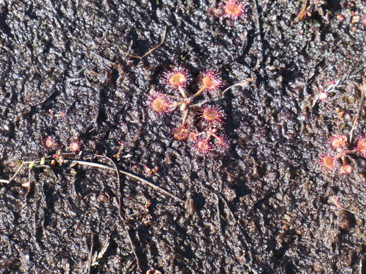   moorwanderung Rotes  MoorWanderweg moorwanderung  moorwanderungen  Rotes  Moor